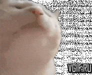 vgif-ru-Белый кот трясёт головой.gif