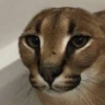 Vantyz